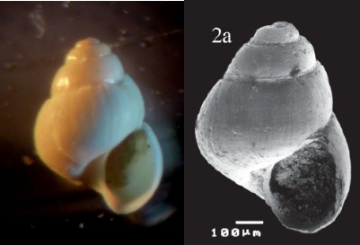 Obtusella macilenta